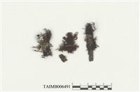 藏品(美圓耳葉蘚)的圖片